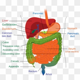 A Diagram Of The Lower Gastrointestinal Tract - Digestive System Diagram Unlabelled, HD Png Download - colon png