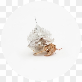 Miniature Windmills, Churches, And Even Entire Cities - Aki Inomata Hermit Crab, HD Png Download - crabs png