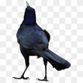 Common Raven, HD Png Download - rook png