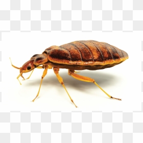 Beetle Transparent Translucent - Bug Bed, HD Png Download - normani kordei png