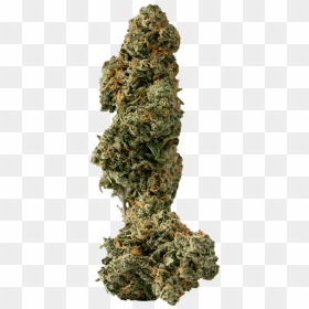 American Larch, HD Png Download - bruce banner png