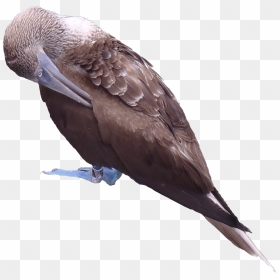 Blue Footed Booby Png, Transparent Png - blue texture png