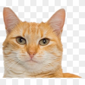 Cats Png Image File - Cats Of Washington State, Transparent Png - cats.png