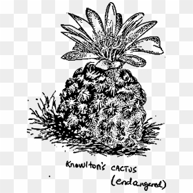 Transparent Pineapple - Knowlton Cacti Drawing, HD Png Download - pineapple .png