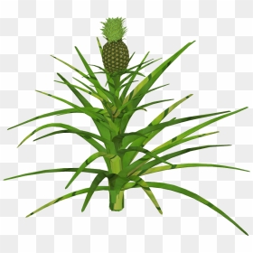 Pineapple, HD Png Download - pineapple .png