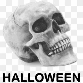45 Year Old Skull, HD Png Download - halloween skeleton png