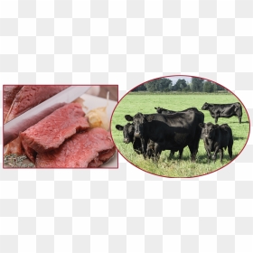 Angus Cattle, HD Png Download - mcgregor png
