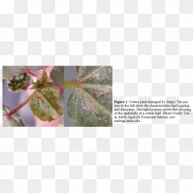 Transparent Cotton Plant Png - Tree, Png Download - cotton plant png