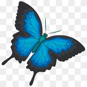 Ulysses Butterfly, HD Png Download - butterfly .png