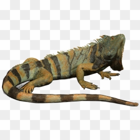 From Alligator Head Mounts To Turtle Taxidermy Mounts, - Green Iguana, HD Png Download - alligator head png