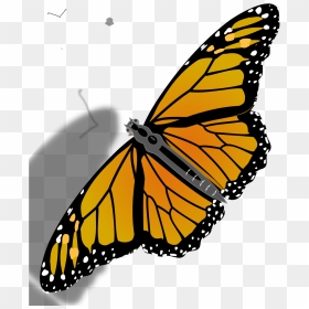 Butterfly Clip Art Transparent Background, HD Png Download - butterfly .png