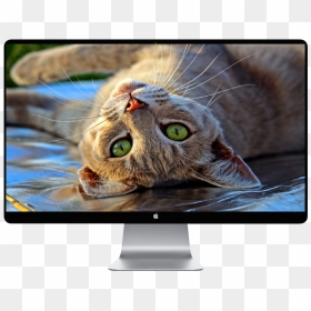 Happy Cat , Png Download - Unusual Cat Facts, Transparent Png - happy cat png