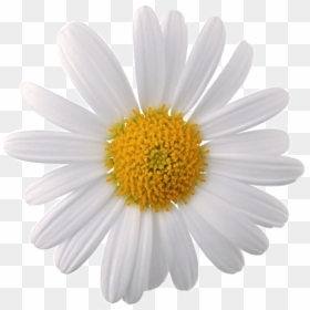 Daisy Png Tumblr - Chamomile Png, Transparent Png - daisy png tumblr