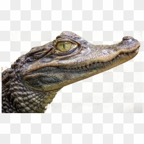 Baby Crocodile, HD Png Download - alligator head png