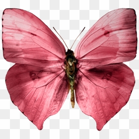 Dusty Pink Butterfly, HD Png Download - butterfly .png