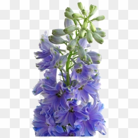 Bouquet, HD Png Download - triton png