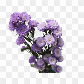 Aster Flowers Aster Flowers, HD Png Download - aster png