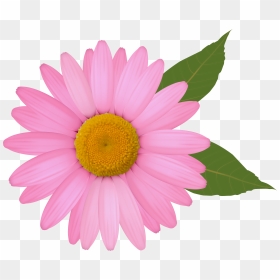 Common Daisy Clip Art - Pink Daisy Clipart, HD Png Download - daisy png tumblr