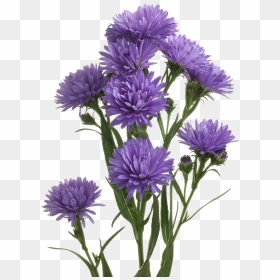 Aster, HD Png Download - aster png