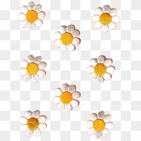 Transparent Daisy - Daisy Family, HD Png Download - daisy png tumblr