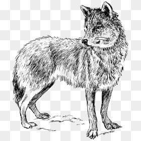 Wolf 3 Svg Clip Arts - Animal Drawing Transparent Background, HD Png Download - wolf art png
