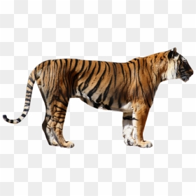 Tiger Paw Side View, HD Png Download - tigre png