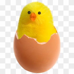 Tiger Png Transparent Image - Cracked Egg With Chick, Png Download - egg.png