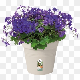 Fleurs Jardinière, HD Png Download - cotton plant png