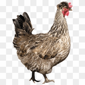 Transparent Chicken Png, Png Download - baby chicken png