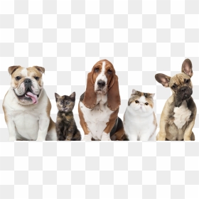 Pets Cats And Dogs, Hd Png Download - Dogs And Cats Pets, Transparent Png - aspca logo png