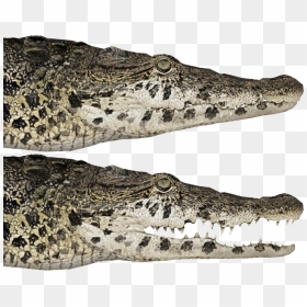 American Crocodile, HD Png Download - alligator head png