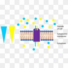 File - Antiport - Antiporter With Concentration Gradient, HD Png Download - outside png