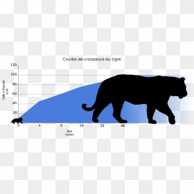 Croissance Tigre, HD Png Download - tigre png
