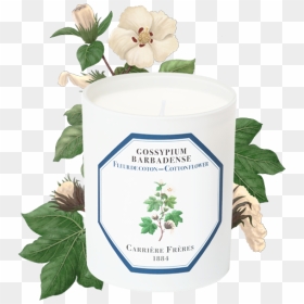 Carriere Freres Cotton Flower, HD Png Download - cotton plant png