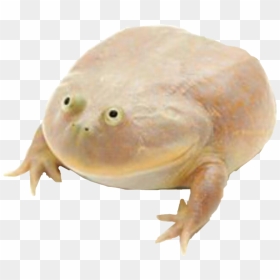 Wednesday Frog Png Transparent Background - Last Wednesday Of The Decade My Dudes, Png Download - wednesday frog png