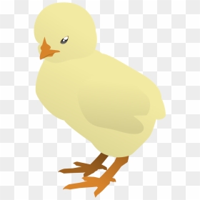 Baby Chicken Png, Transparent Png - baby chicken png