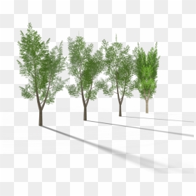 5 Eucalyptus Tree 3 Royalty-free 3d Model , Png Download - Pond Pine, Transparent Png - eucalyptus tree png