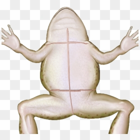 Wednesday Frog Png - True Frog, Transparent Png - wednesday frog png