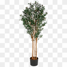 Artificial Tree Png Photos - Artificial Tree Png, Transparent Png - eucalyptus tree png
