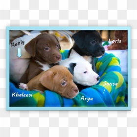 Meet The Newest Stepping Stones Puppies - Vizsla, HD Png Download - stepping stones png