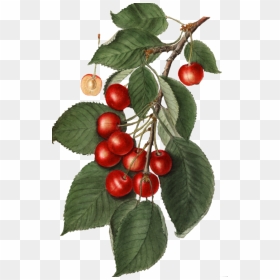 Cherry, HD Png Download - vintage background png