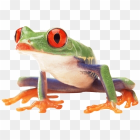 Frog People Png - Frog Png, Transparent Png - wednesday frog png