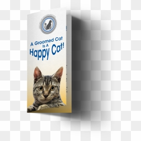 Domestic Short-haired Cat, HD Png Download - happy cat png