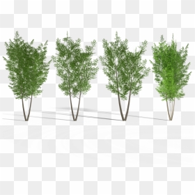 4 Eucalyptus Tree 2 Royalty-free 3d Model, HD Png Download - eucalyptus tree png