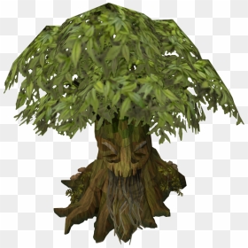 The Runescape Wiki - Portable Network Graphics, HD Png Download - eucalyptus tree png