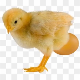Baby Chicken Png, Transparent Png - baby chicken png