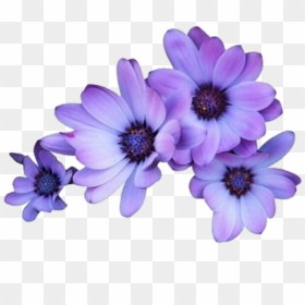 Purple Flowers Transparent Background, HD Png Download - daisy png tumblr