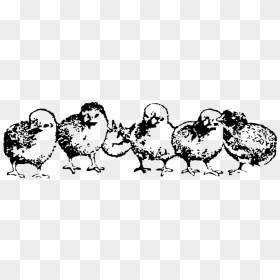 Clipart Chicken And Chicks Black And White, HD Png Download - baby chicken png