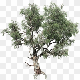 Trunk, HD Png Download - eucalyptus tree png