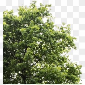 Transparent Background Tree Png, Png Download - oak trees png